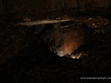 Landscape Lighting Parkville